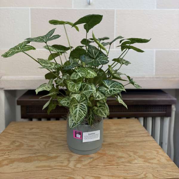 Potted syngonium plant with variegated green leaves in a gray container