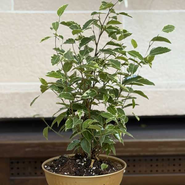 6" Ficus Stand