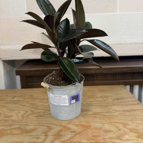 Potted rubber plant in a metal bucket