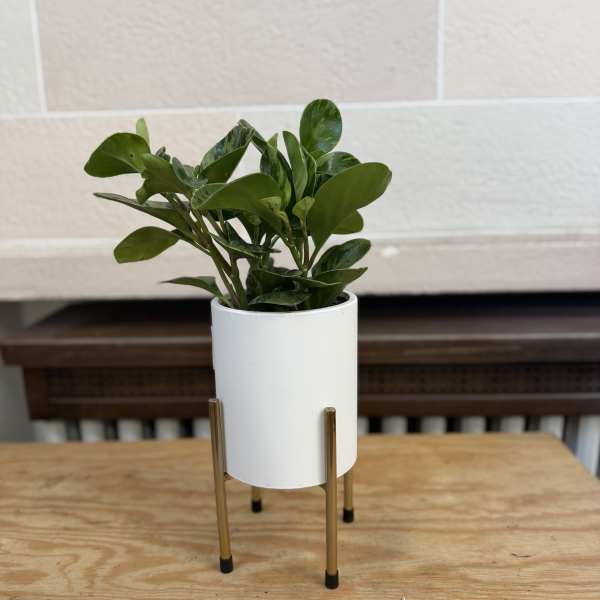 Small green potted plant in a white planter on a gold stand