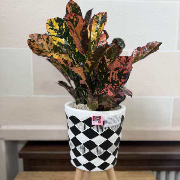Potted croton plant with multicolored leaves in a patterned white pot