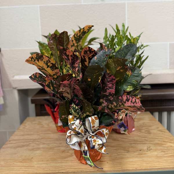 Potted croton plant with multicolored leaves and a decorative ribbon