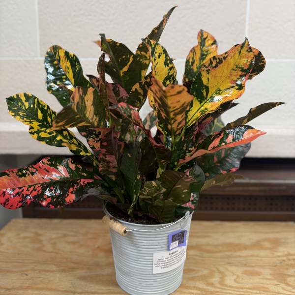 Potted croton plant with multicolored leaves in a metal bucket
