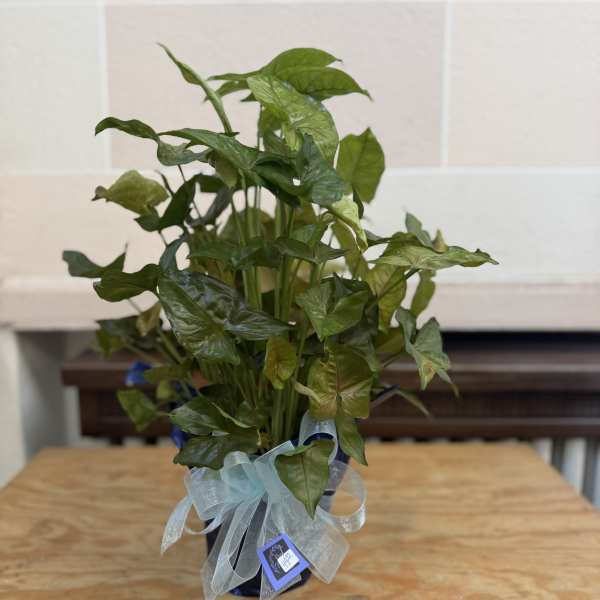 Potted green houseplant with arrow-shaped leaves and a ribbon bow