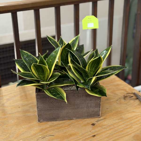 Artificial Snake Plant