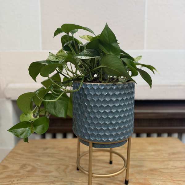 Potted trailing green houseplant in a textured blue planter on a gold stand