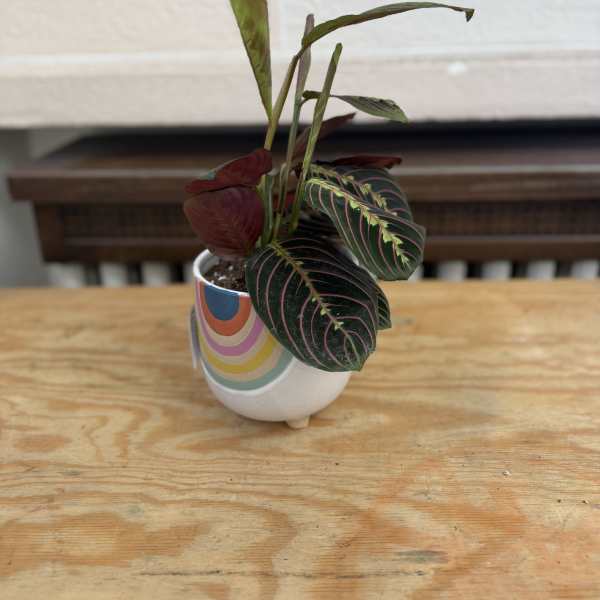 Small potted plant with dark veined leaves in a patterned ceramic pot