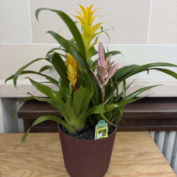 Potted bromeliad plant with yellow and pink flower spikes
