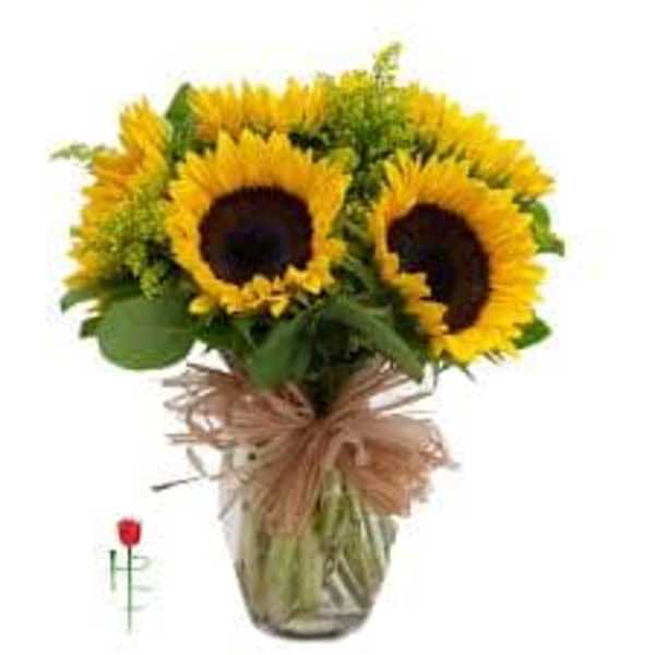 Bouquet of sunflowers in a glass vase with a raffia bow
