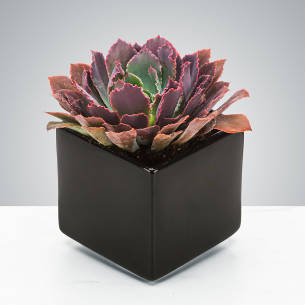 Dark Succulent by BloomNation™/ Sucedáneo Suculento Oscuro de BloomNation™