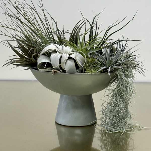 TILLANDSIA