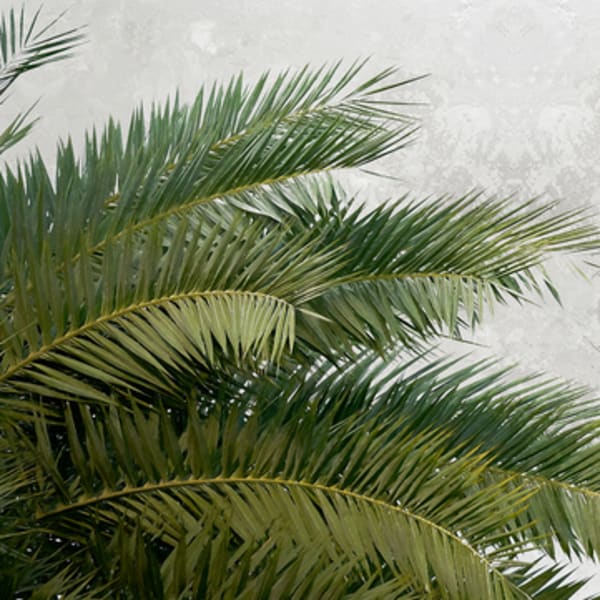Palm Fronds - Premium 14–16 ft Palm Schach Fronds – Perfect for Your Sukkah!