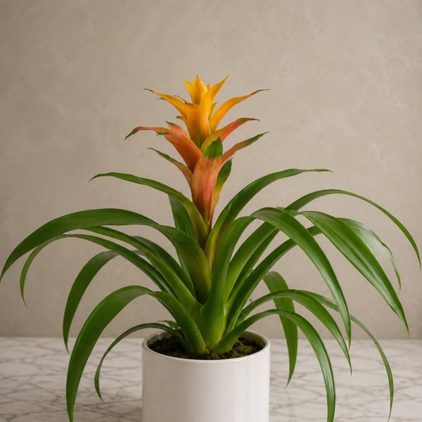 Guzmania Bromeliad