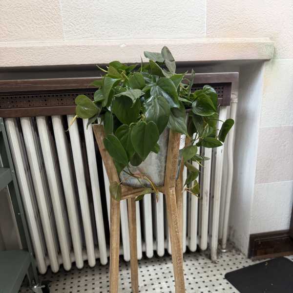 Potted trailing green houseplant on a wooden stand