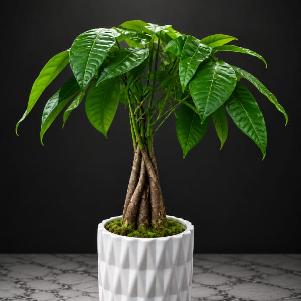 Money tree plant