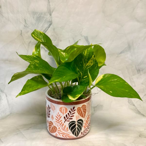 Potted pothos plant with variegated green leaves in a decorative ceramic pot