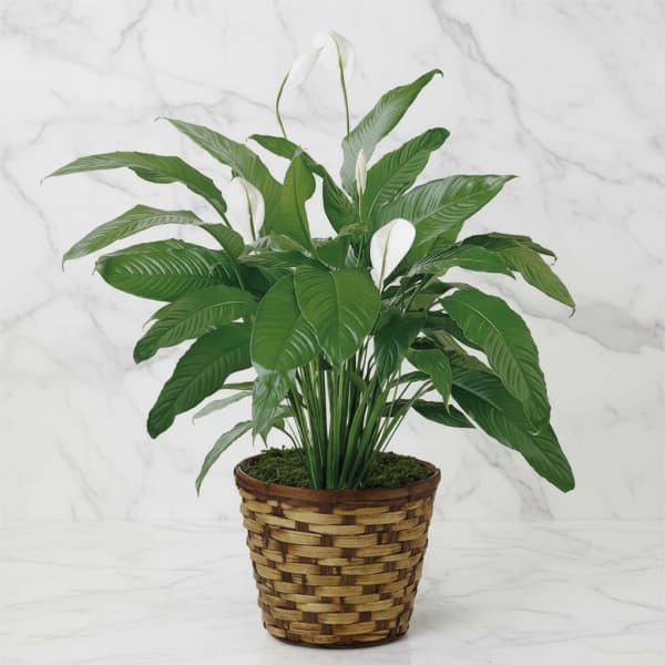 Potted peace lily plant with white blooms in a woven basket