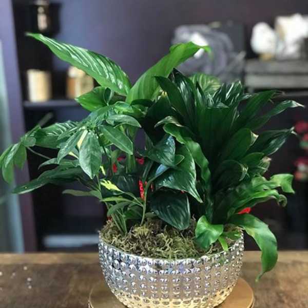 Potted green houseplant in a textured silver bowl on a decorative stand