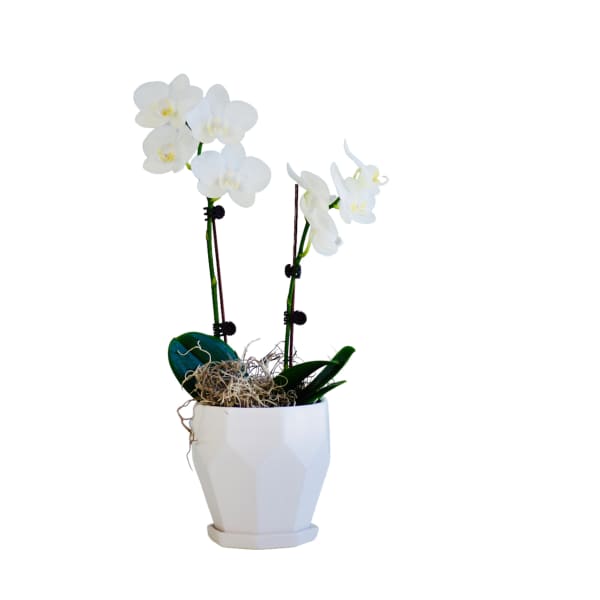 Pretty Orchids