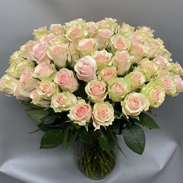 75 light pink roses