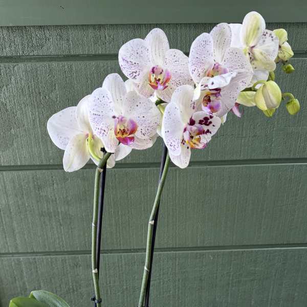 White Potted Orchid
