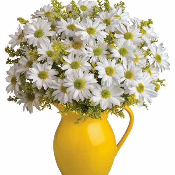 White daisies in a yellow pitcher vase