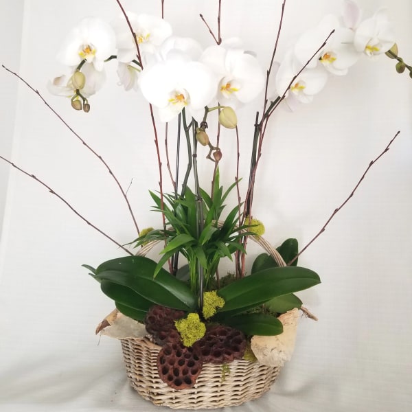 White orchids arranged in a wicker basket with tall branches