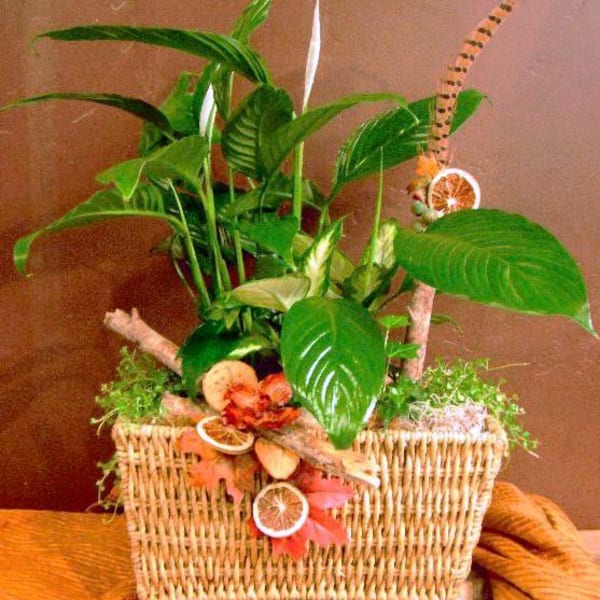 Potted green houseplant arrangement in a wicker basket with dried citrus slices