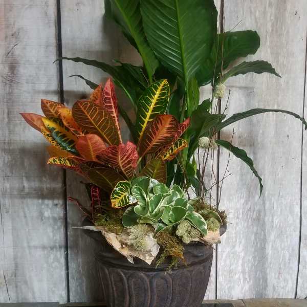 Large potted tropical plant arrangement with colorful croton leaves