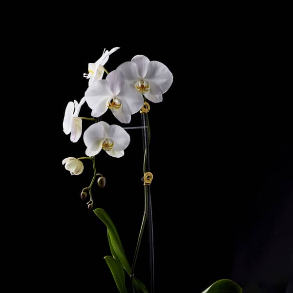 White orchids in a gold vase with a succulent base