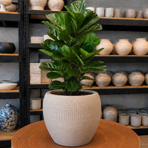 Potted fiddle leaf fig plant in a textured beige planter