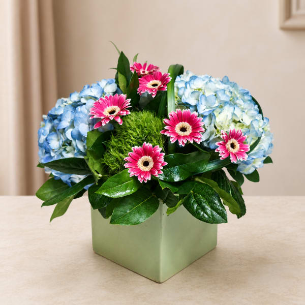 Blue hydrangeas and pink gerbera daisies in a square vase