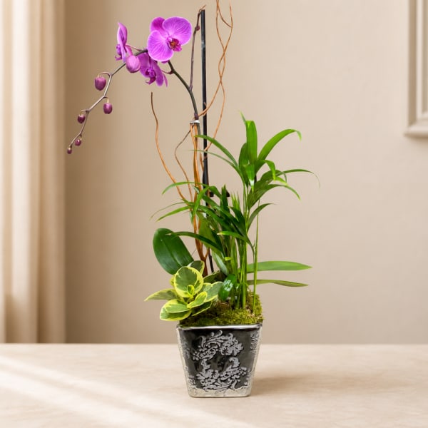 Purple orchid arrangement in a decorative square pot with mixed foliage