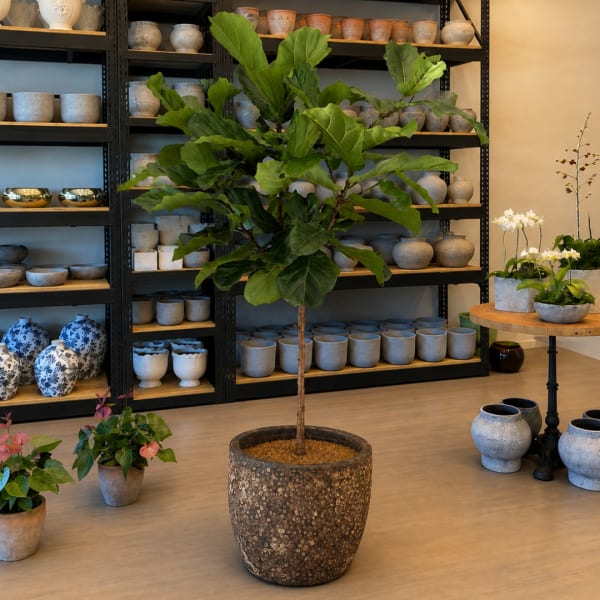 Potted fiddle leaf fig tree in a decorative planter inside a plant shop