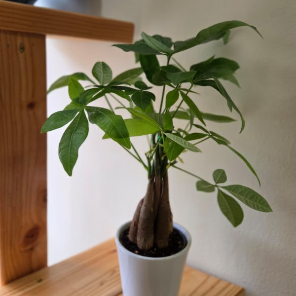 Potted money tree plant in a white ceramic pot