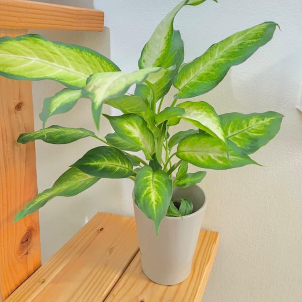 Potted green houseplant with variegated leaves in a white pot