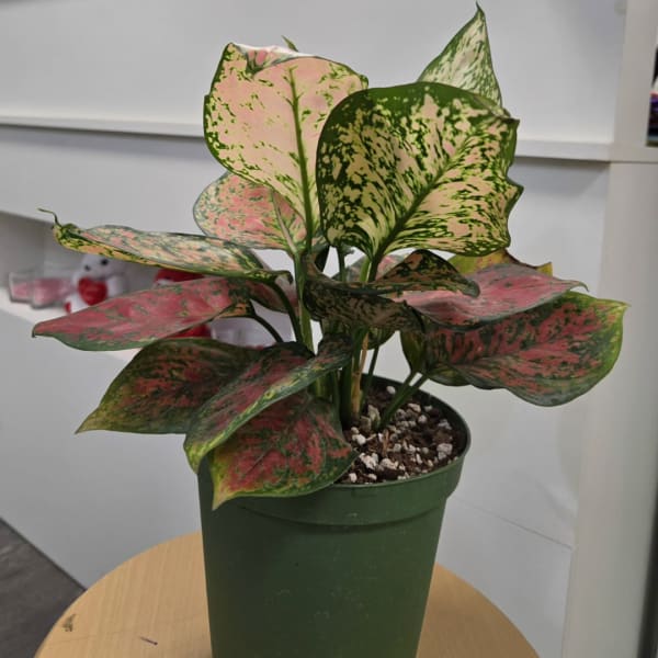 Potted plant with pink and green variegated leaves