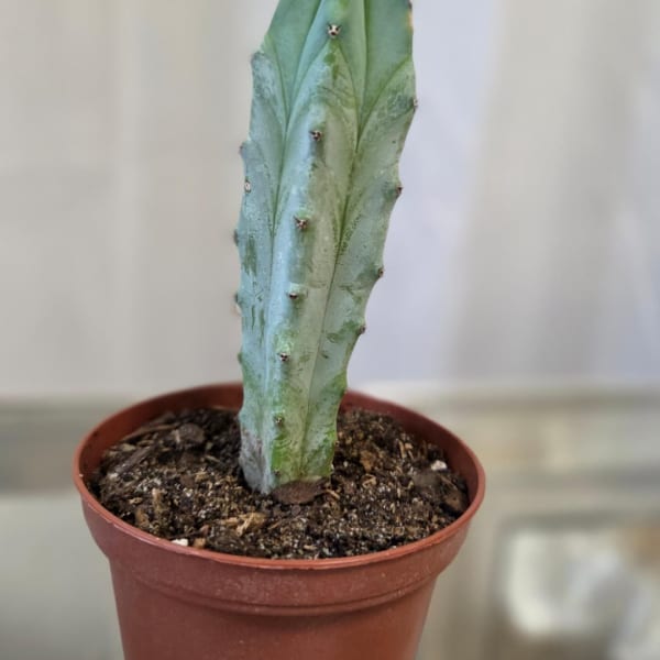 Potted cactus-like succulent in a small plastic nursery pot