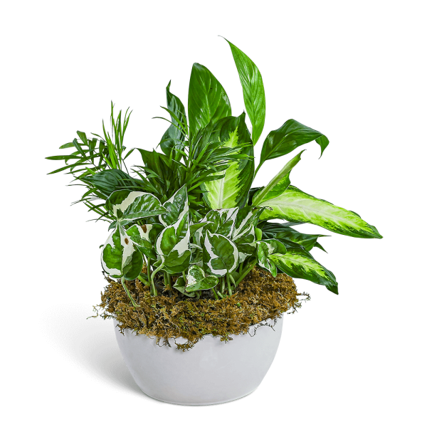 Zen Dish Garden