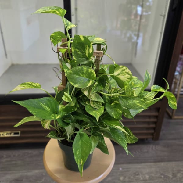 Potted pothos plant with variegated green leaves on a small stand