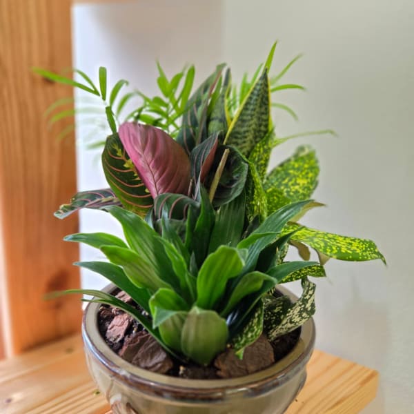 Potted tropical houseplant with mixed green and burgundy leaves in a glass container