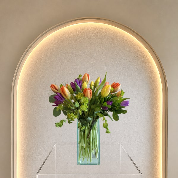Tulipa