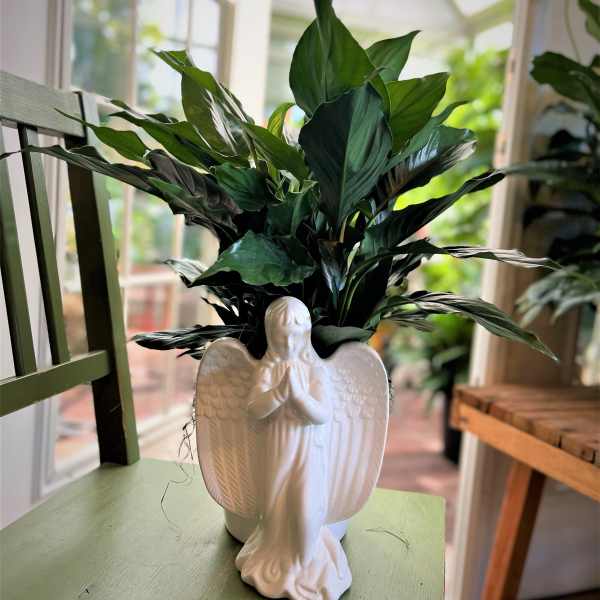Potted green houseplant in a white angel-shaped ceramic planter