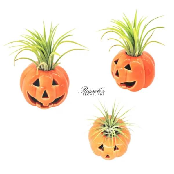 Three jack-o'-lantern planters with spiky green plants