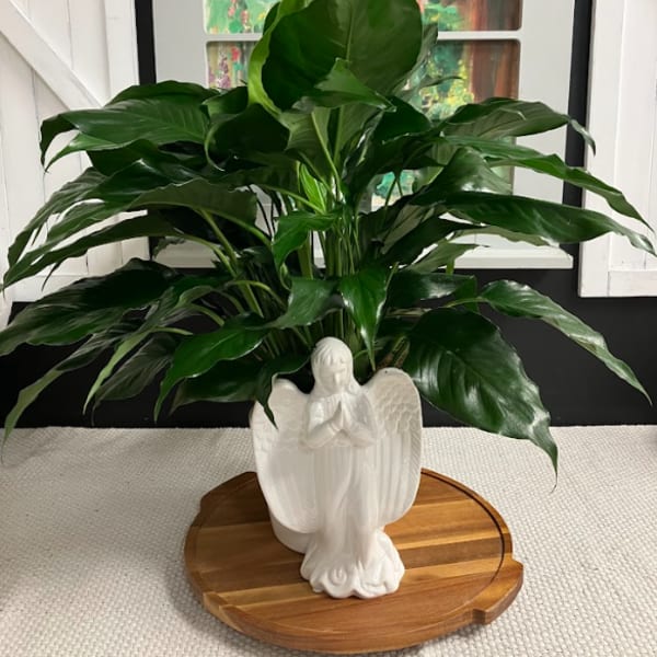 Potted green houseplant in a white angel planter on a wooden tray