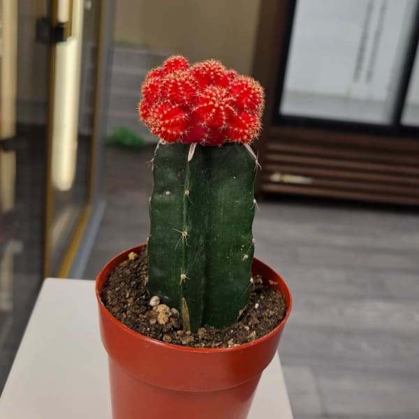 Potted cactus with a bright red top in a red plastic pot