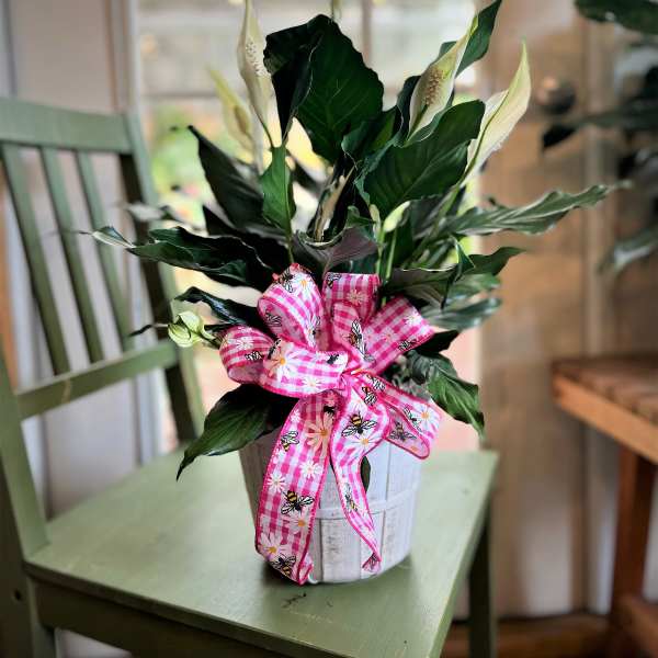 Potted peace lily with white blooms and a pink patterned ribbon