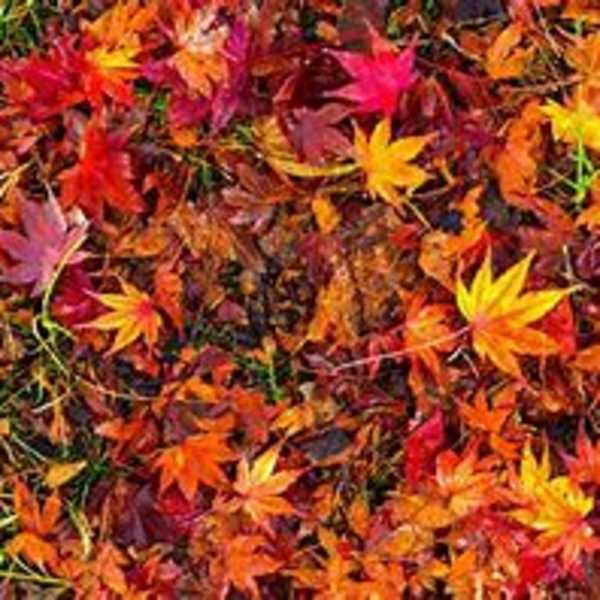 Designer's Choice Fall Arrangement