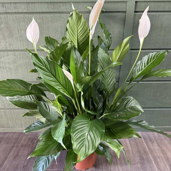 Potted Peace Lily