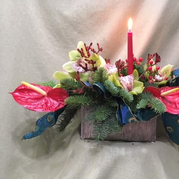 Anthurium Dream